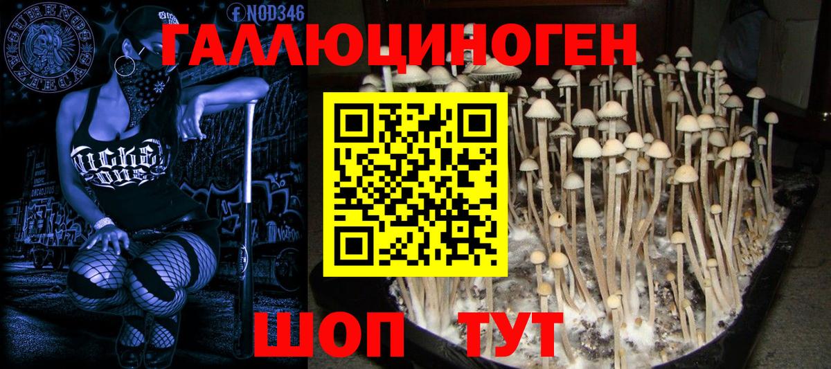 Великий Новгород  Псилоцибиновые грибы прущие грибы  Вход с VPN  Галлюциногенные грибы Psilocybine cubensis 